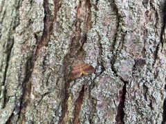 Mellilla xanthometata