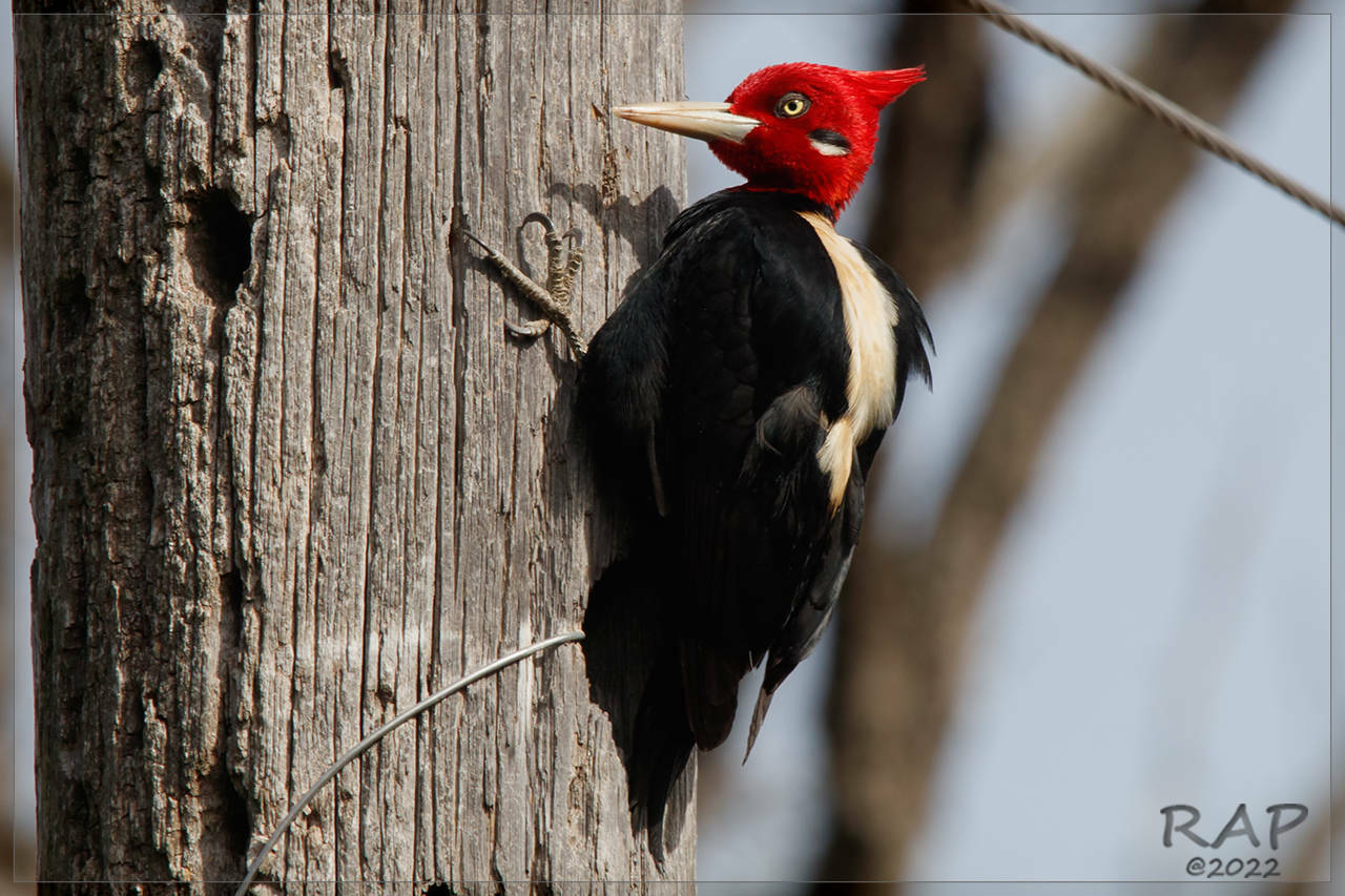Cream-backed Woodpecker (Campephilus leucopogon)