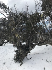 Eucalyptus pauciflora debeuzevillei