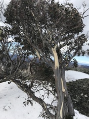 Eucalyptus pauciflora debeuzevillei