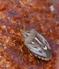 Dippilana membranacea