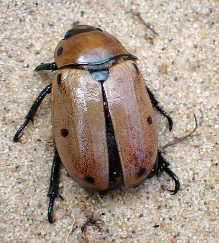 Grapevine Beetle, photo 9 of 10