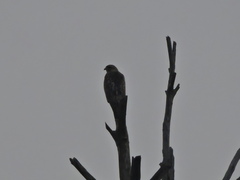 Buteo refectus