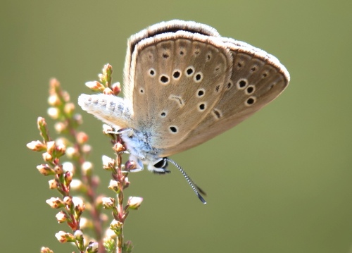 Alcon Large Blue, photo 2 of 8