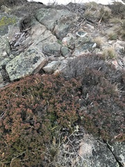 Acrotriche leucocarpa