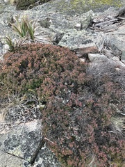 Acrotriche leucocarpa