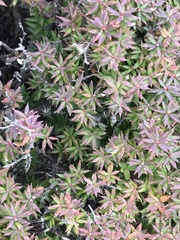 Acrotriche leucocarpa