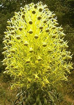 Argyroxiphium grayanum