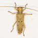Linden Borer - Photo (c) Steve Waller, some rights reserved (CC BY-NC), uploaded by Steve Waller