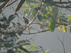 Pycnonotus flavescens