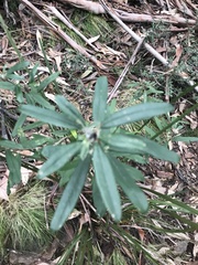 Olearia megalophylla