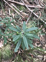 Olearia megalophylla