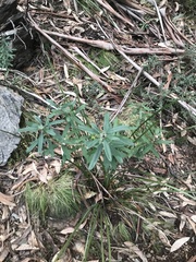 Olearia megalophylla