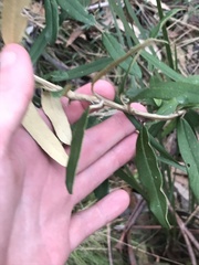 Olearia megalophylla