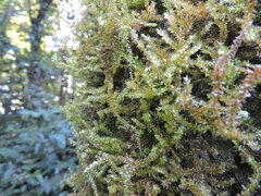 Ptychomnion aciculare