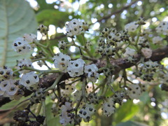 Oreocnide
