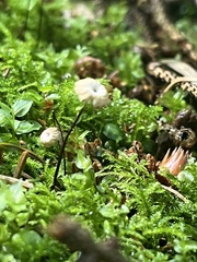 Marasmius wettsteinii