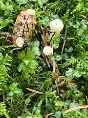 Marasmius wettsteinii