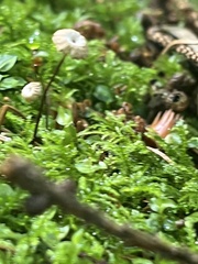 Marasmius wettsteinii