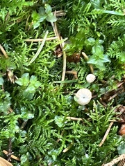 Marasmius wettsteinii