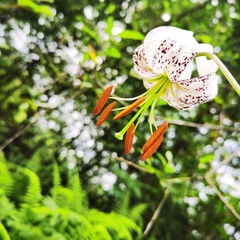 Lilium duchartrei