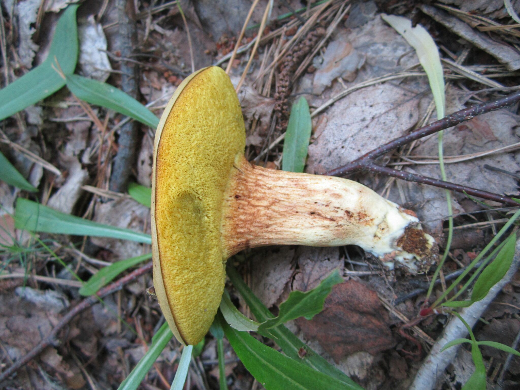 Boletus ferrugineus Schaeff.