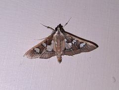 Glyphodes crithealis