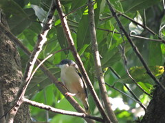 Pteruthius aeralatus