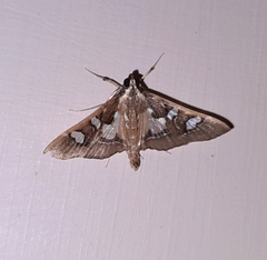 Glyphodes crithealis