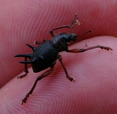 Catasarcus albipectus