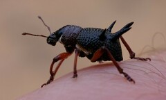 Catasarcus albipectus