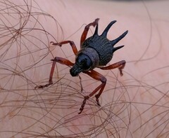 Catasarcus albipectus