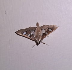 Glyphodes crithealis