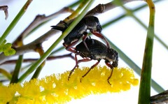 Catasarcus albipectus