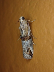 Ortholepis polyodonta