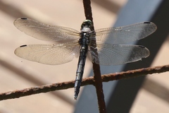 Orthetrum albistylum
