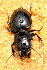Euryscaphus obesus