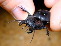 Euryscaphus obesus