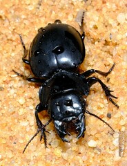 Euryscaphus obesus