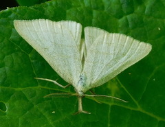 Polypogon tentacularia