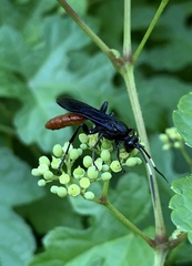 Protichneumon grandis