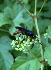 Protichneumon grandis
