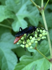 Protichneumon grandis