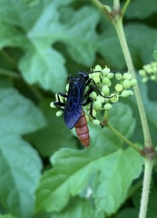 Protichneumon grandis