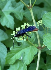 Protichneumon grandis