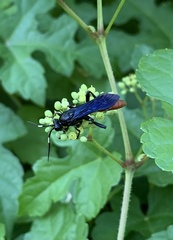 Protichneumon grandis