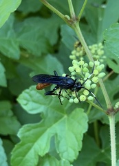 Protichneumon grandis