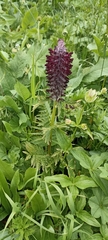 Pedicularis atropurpurea