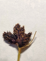 Carex parviflora