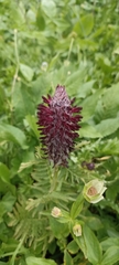 Pedicularis atropurpurea